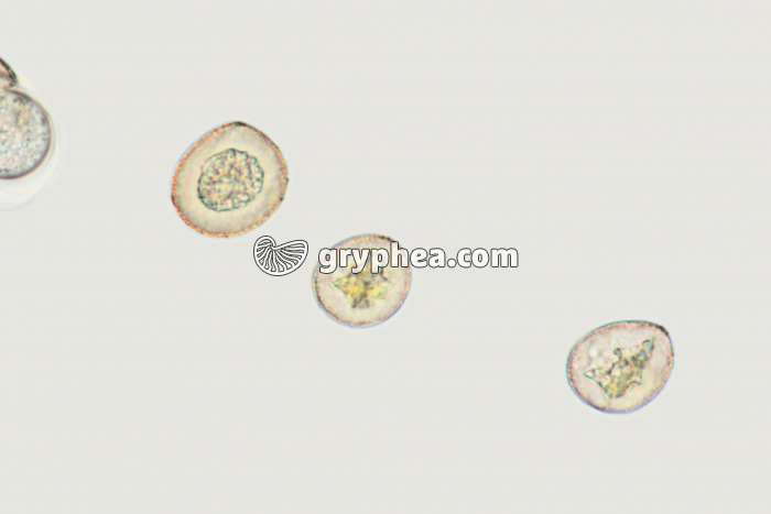 Pollen d'If (Taxus baccata) x200 - gryphea.com